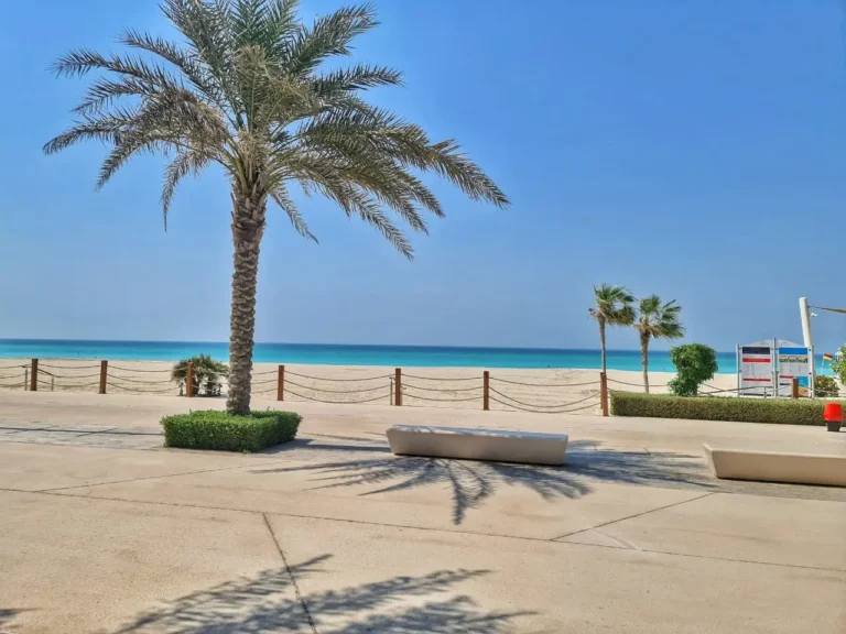 White sand beach with a palm tree and clear sea