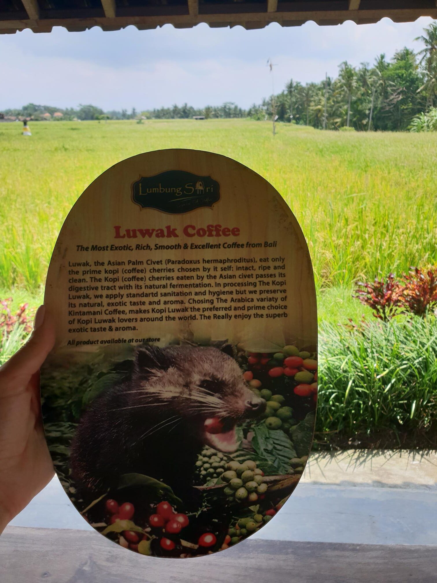 Lush green plantation view with a traveler holding Luwak coffee information card