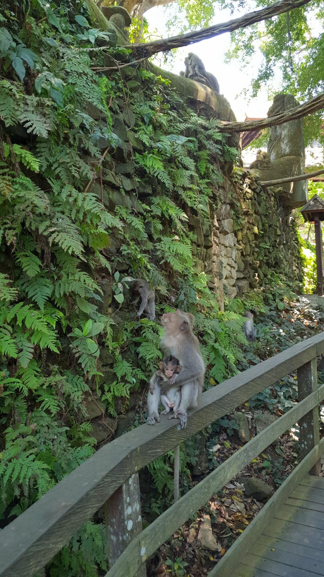 Mother monkey holding her baby in a shaded forest area