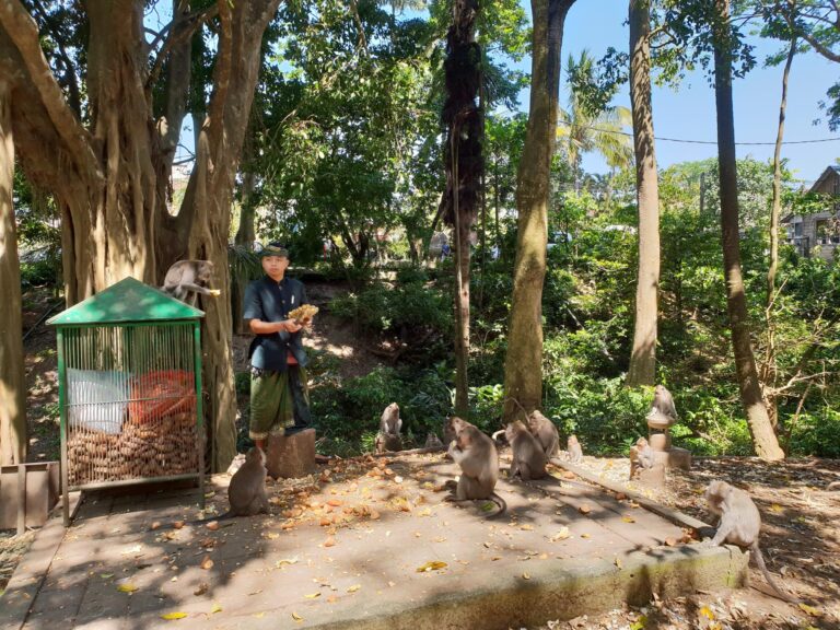 Boy feeding monkeys in a lush Balinese forest with monkeys gathered around him