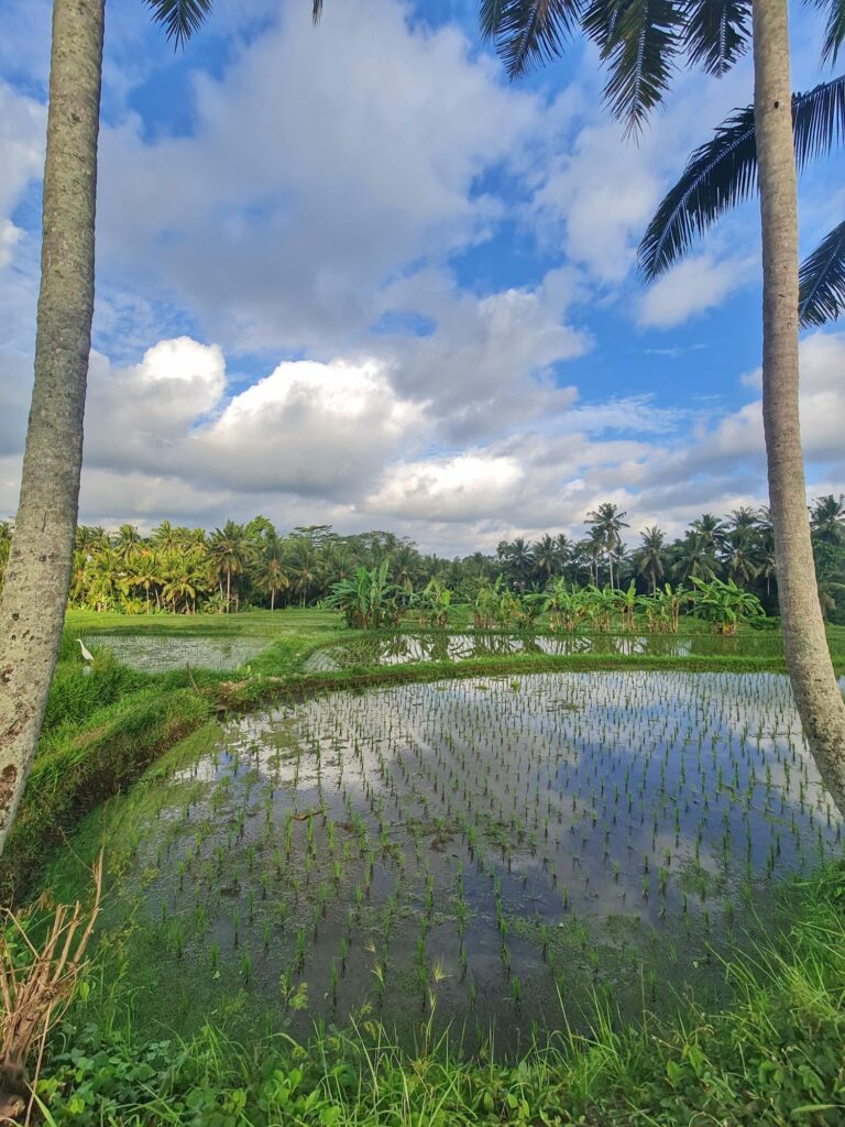 Scenic walking path with views over lush rice fields in Ubud Bali