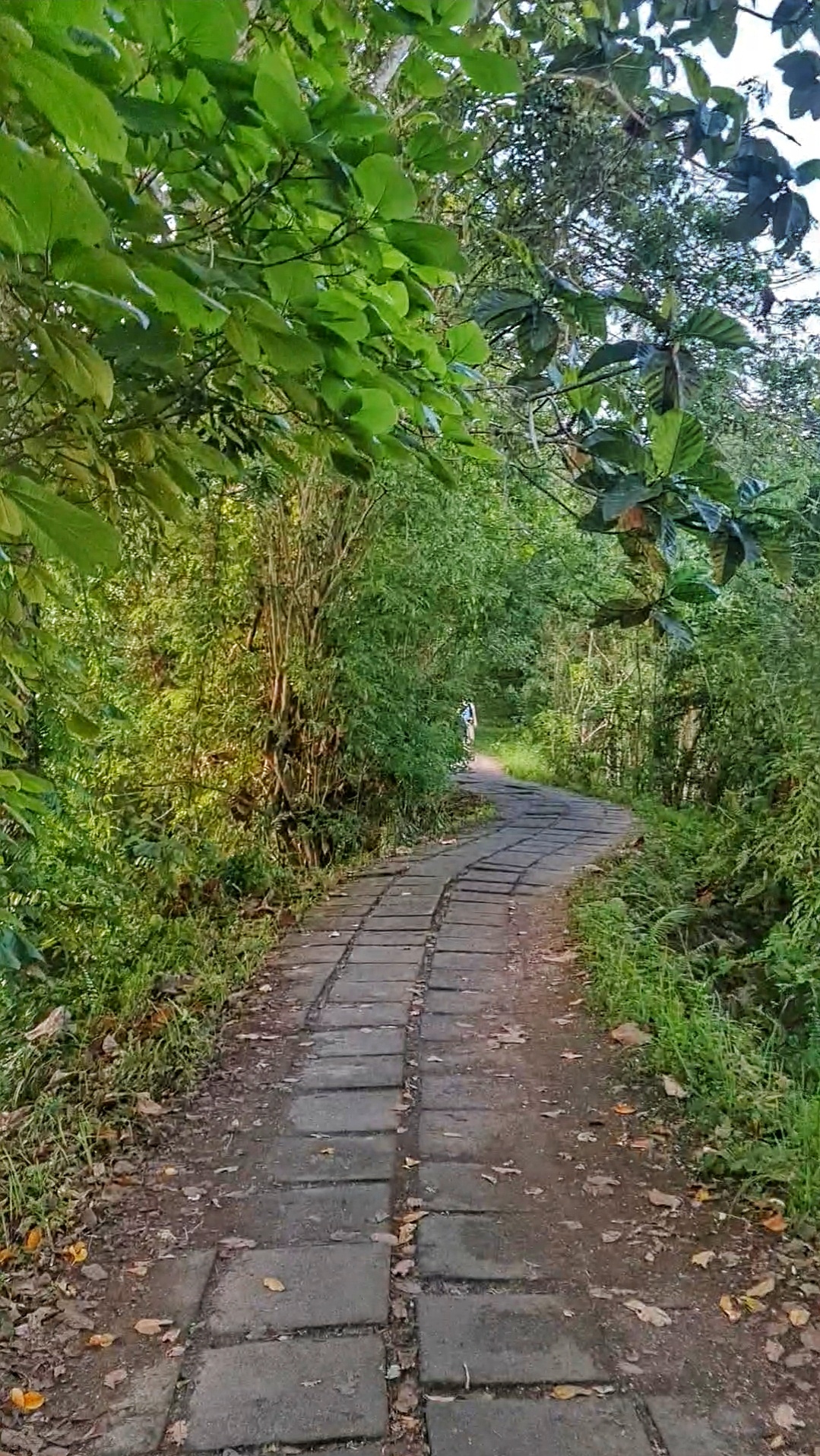 Lush green landscape along Campuhan Ridge Walk with scenic walking trail in Ubud