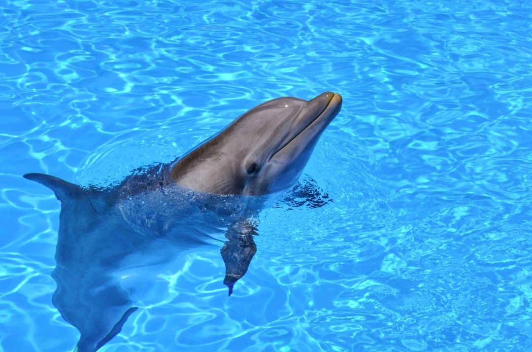 Dolphin swimming in a pool with clear water